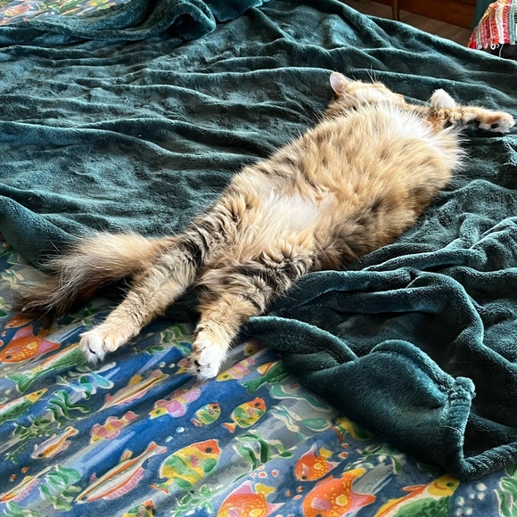 Meet your Posher, Cat - Picture 5 of 11